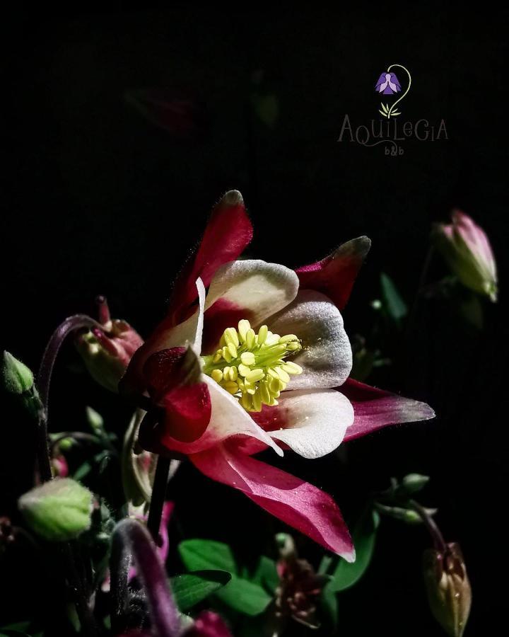 B&B Aquilegia Acqualagna Eksteriør billede